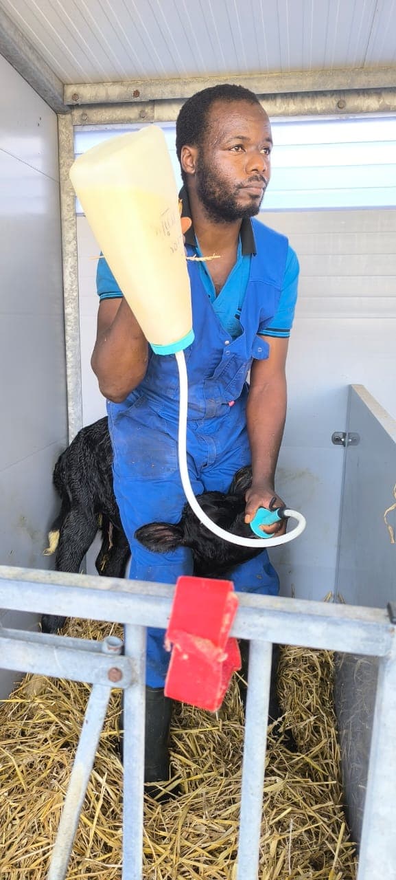 East Coast Fever vaccination programme